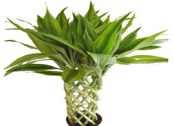 西安綠植租賃
